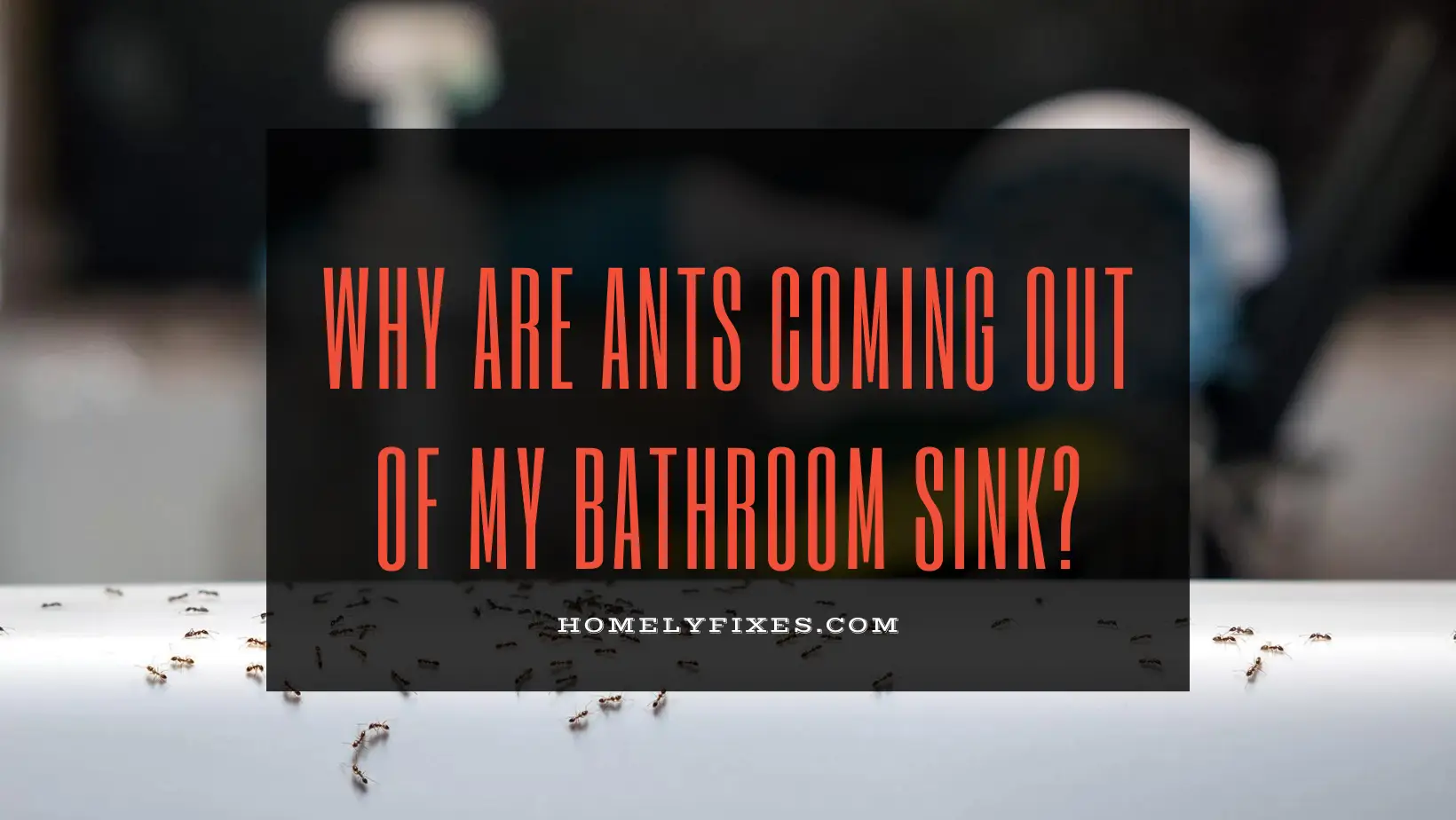 i had 8 ants in my bathroom sink